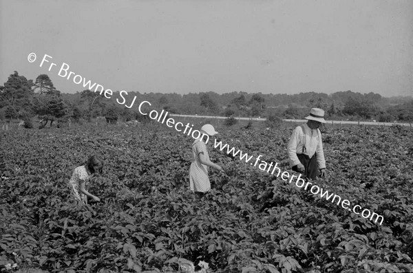 IN THE POTATO FIELDS  KATHLEEN HASLAM